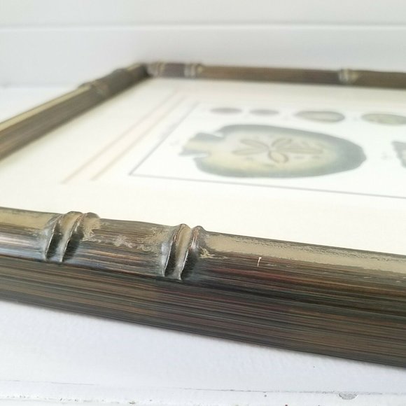 1700s Sand Dollar Echinoderm Print, Natural History Collection by Benard Direxit - Picture 10 of 11